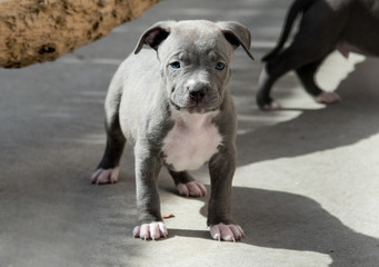 Fototapeta premium Welpe Pitbull American Bully 