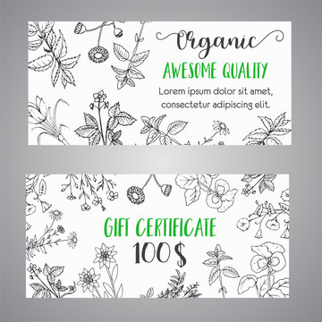 Herbs and Wild Flowers. Hand drawn herbal gift certificate with spices, medicinal, cosmetic plants. Illustration for beauty store advertising, brochures, flyers, cosmetology