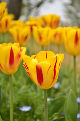黄色と赤のチューリップ