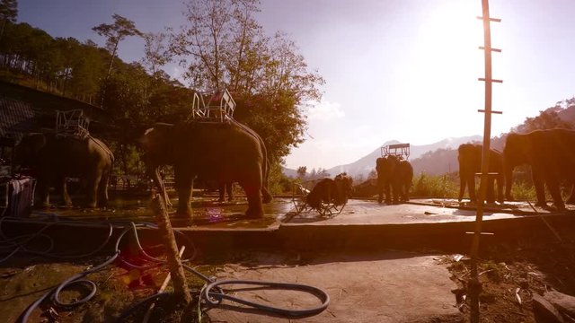 Domesticated Elephants at a Tour Company in Vietnam