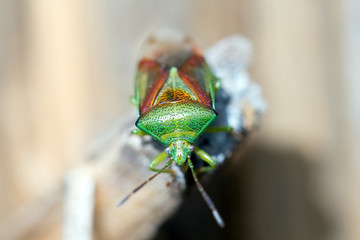 Green legged Shieldbug, known also as Forest Bug, Pentatoma ruffles