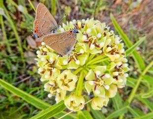Butterflies and Antelope Horns