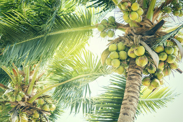 Fresh green coconuts on a palm tree in sun lights