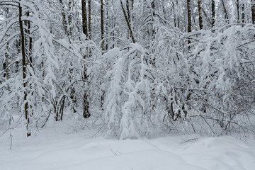 Trees in the wood covered with snow