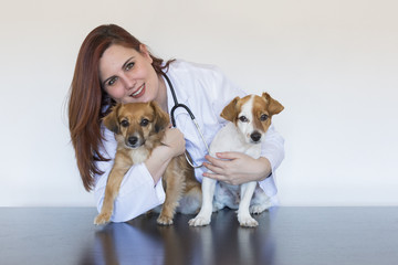 Portrait of a young veterinarian woman examining two cute small dogs by using stethoscope, isolated on white background. Indoors