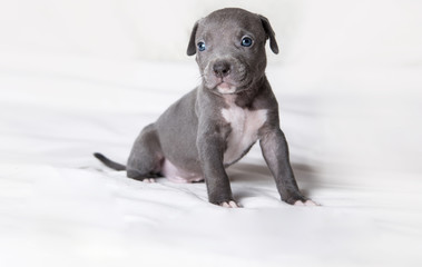 Obraz premium Welpe Pitbull American Bully isloiert