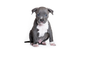 Welpe Pitbull American Bully isloiert