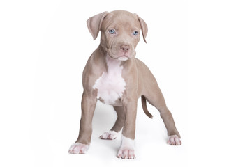Welpe Pitbull American Bully isloiert © Luxorpics