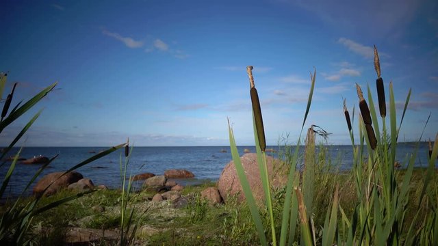 Typha angustifolia narrowleaf cattail or lesser reedmace is a perennial herbaceous plant of genus Typha.The coast of the Gulf of Finland in summer sunny day