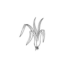 grass with root vector draw