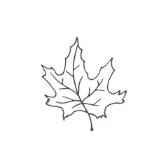 maple leaf vector draw