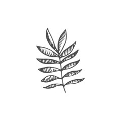leaf vector draw
