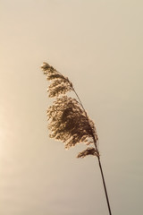 schilfgraswedel im gegenlicht am seeufer