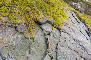 Fels mit moos bedeckt - Granitstein
