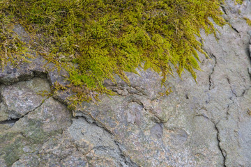 Stein mit Moos bedeckt