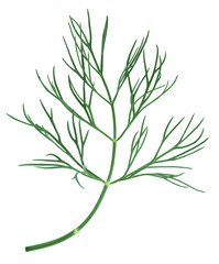 dill isolated on white