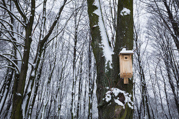bird feeder helping to survive the winter.