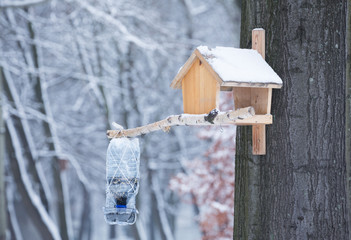 bird feeder helping to survive the winter.