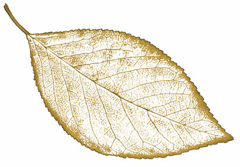 nature leaf Isolated