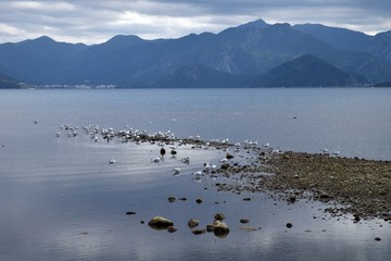 Birds on a background of autumn by the sea, the rain in the national Park.Marmaris.Turkey