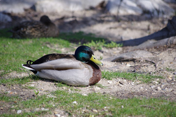 Mallard