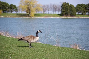 Canadian Geese
