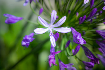 Selective focus image on African Lily Agapanthus Flower in Sydney, Australia