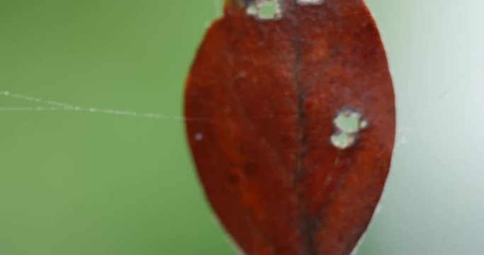  Leaf Stuck in Spider Web Being Pulled Macro Close Up 10bit, 4K