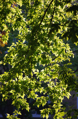Fototapeta na wymiar Sunlit Leaves