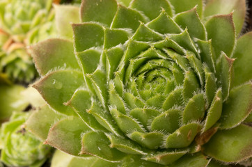 Obraz premium Succulent