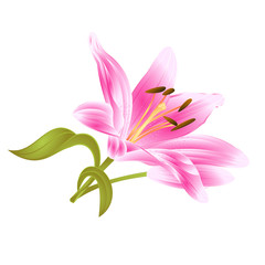 Flower pink   Lily Lilium candidum editable on a white background vector editable illustration  Hand draw