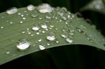 Water Drops