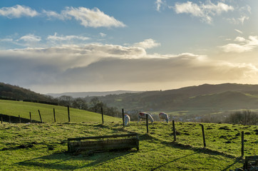 Three sheep on a sloping hillside, with a distant view beyond