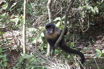 【世界三大瀑布】イグアスの滝