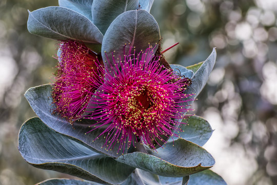 Mottlecah (Eucalyptus macrocarpa) flower, Perth, Western Australia, Australia