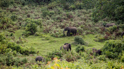 Herd of wild forest elephants grazing on the slopes of Mt Kenya.