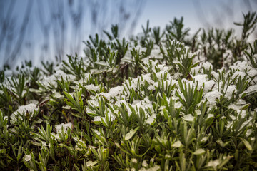 Beautiful green lavender with white snow