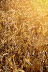 Spelt (Triticum spelta). Cereal. Grain crop, species of the genus Corn