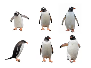 Zelfklevend Fotobehang Pinguïn Ezelspinguïn set geïsoleerd op wit