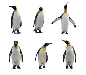 Fototapeta premium King penguin set isolated on white