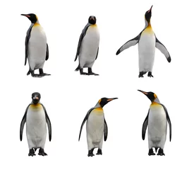 Photo sur Plexiglas Pingouin Jeu de manchot royal isolé sur blanc