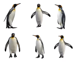 Selbstklebende Fototapete Pinguin Königspinguin-Set isoliert auf weiss