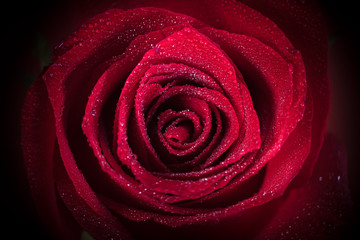 Close up macro shot of a rose flower