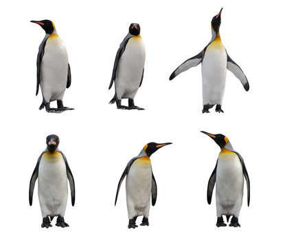 King penguin set isolated on white