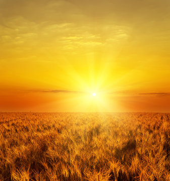Fototapeta red sunset over golden color harvest