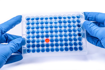 Laboratory test plate. hands with 96 well microplate. medical or microbiological test of blood or...