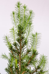 Canadian fir stands on a white background