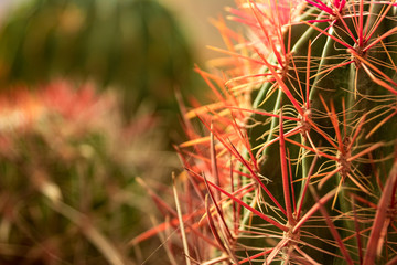 Beyond the mountain of thorns, Cactus