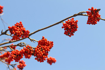 Branches of mountain ash (rowan) with bright red berries
