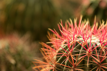 The cactus mountain peak